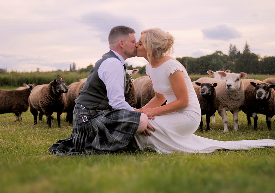 Bride and groom crouched kissing in front of sheep